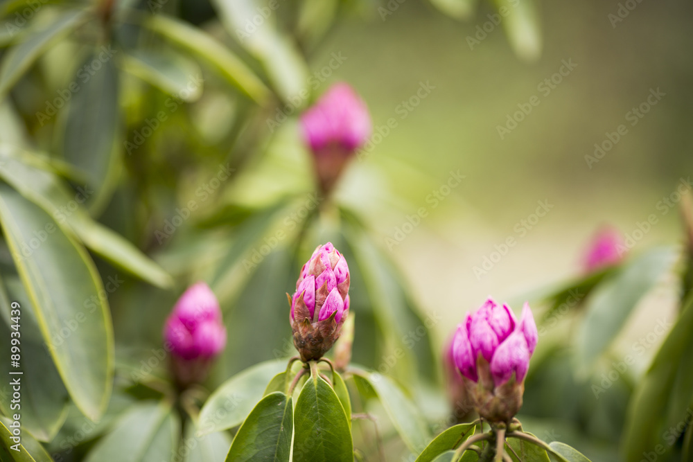 Rhododendron bloom in spring. Beautiful picture. Rhododendron bloom in spring. Beautiful picture.