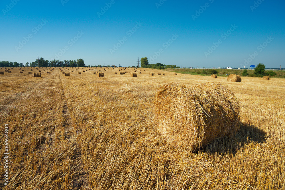 Fototapeta premium Round straw bales in harvested fields and blue sky 