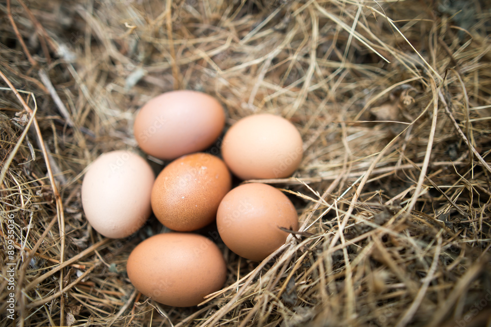 Chicken eggs in the grass dry