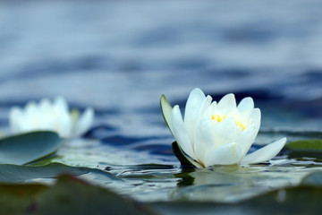 Acrylglasbilder Wasserlilien Weiße Seerose auf Teichwasser  © alexkich