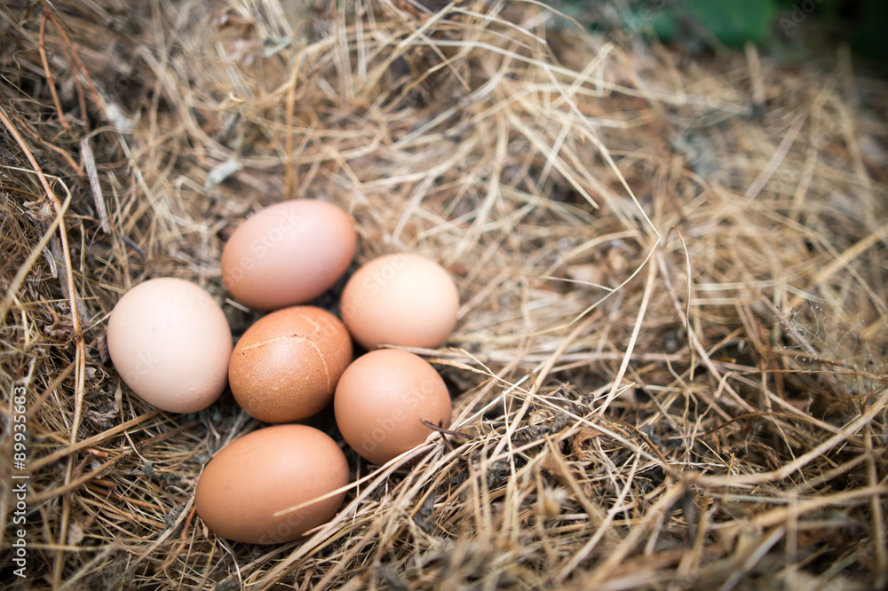 Chicken eggs in the grass dry Chicken eggs in the grass dry