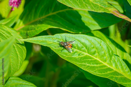 fly sits on a green © fotolesnik
