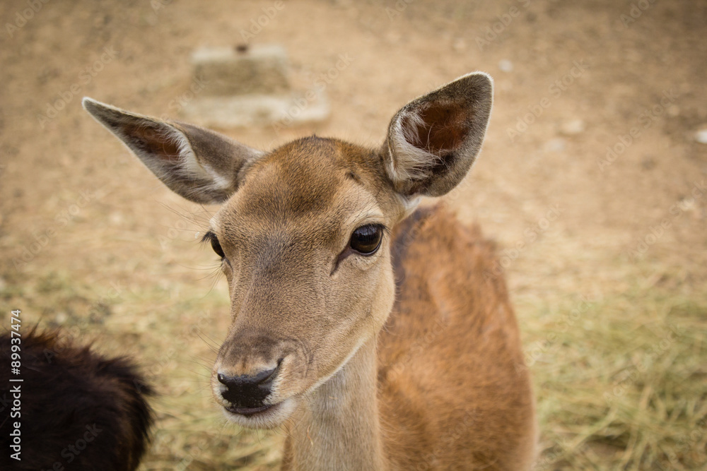 Baby deer