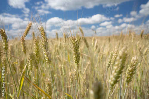 Ripening ears of wheat in a wheat field