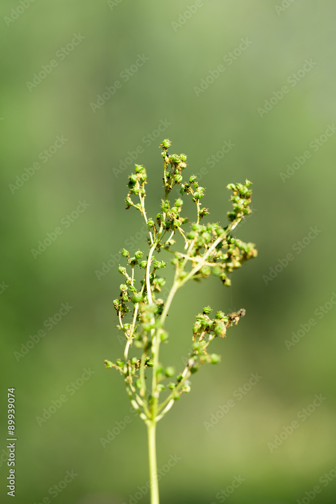 Meadowsweet Meadowsweet