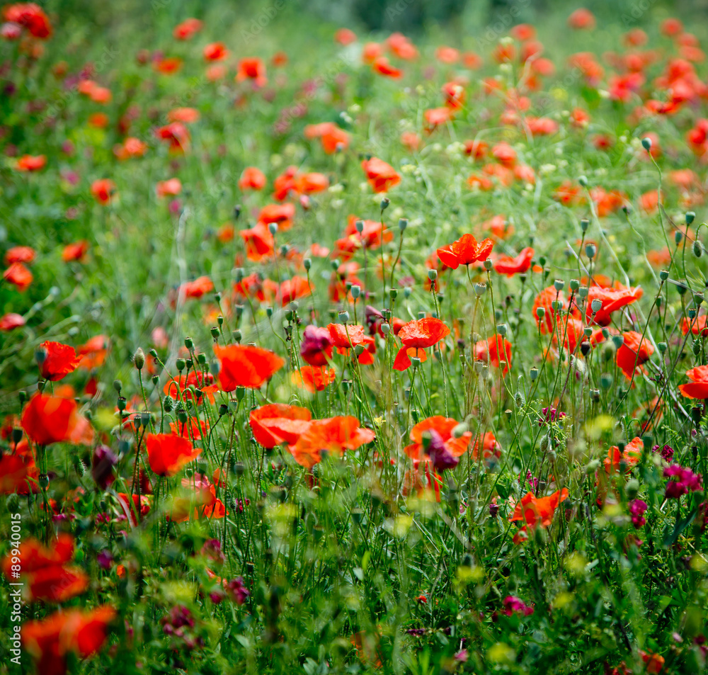 Red poppies on a green meadow