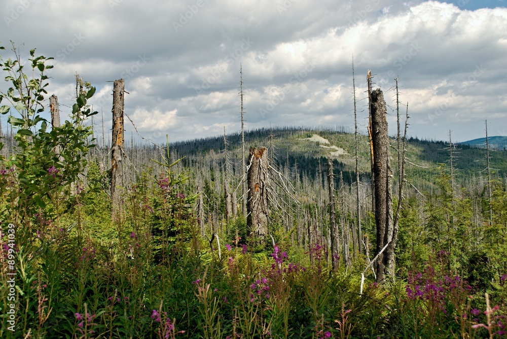 Obraz premium Ruined forest