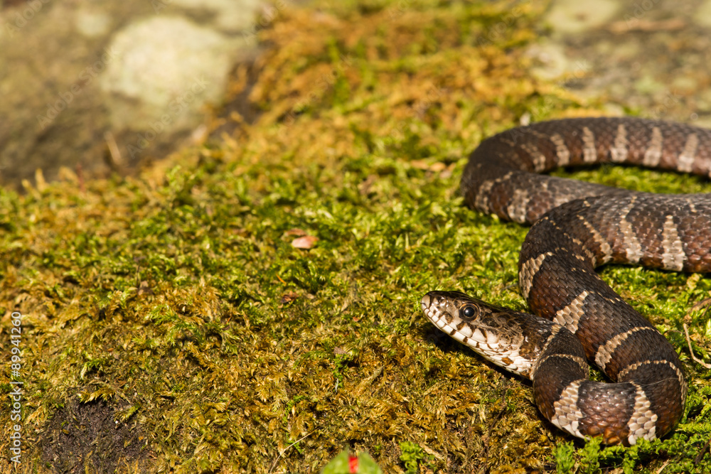 Fototapeta premium Northern Water Snake