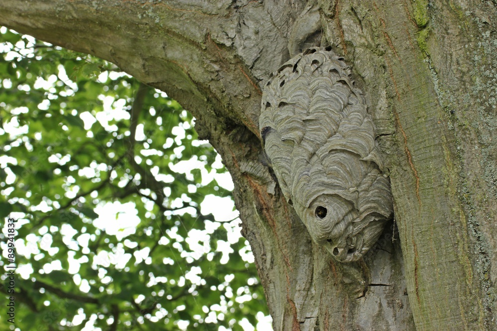 Nest der Mittleren Wespe (Dolichovespula media) an alter Eiche
Nest der Mittleren Wespe (Dolichovespula media) an alter Eiche