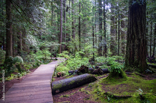 Lynn canyon hike