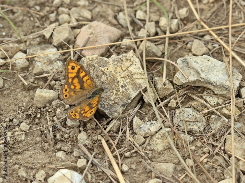 Männlicher Mauerfuchs (Lasiommata megera) am Dörnberg 