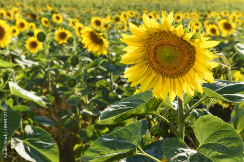 Beautiful sunflowers