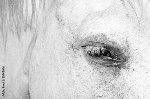 Eye of a gray pony.