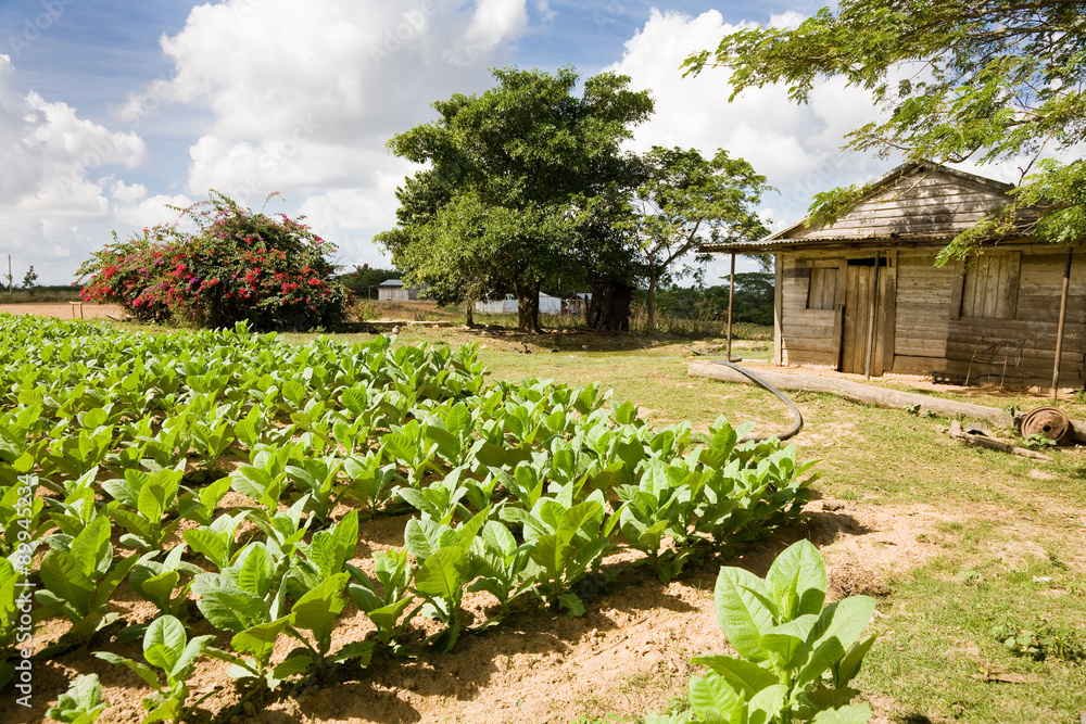 Tobacco plantation, Cuba