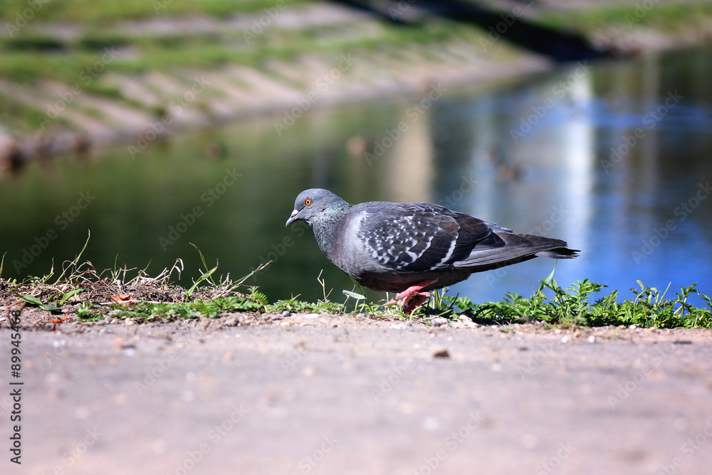Obraz premium pigeons in the square