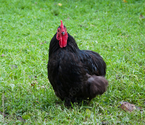 Black Cock on grass 