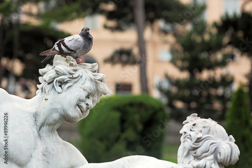 Wien, Taube auf Tritonen- und Najadenbrunnen, Maria-Theresien-Pl photo