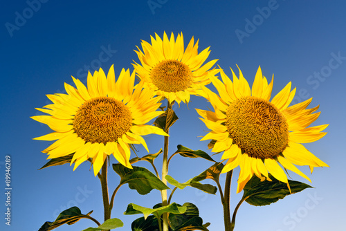 Fototapeta Naklejka Na Ścianę i Meble -  Three sunflowers against sky