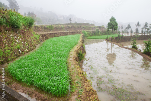 Rice fields on terraced in surice