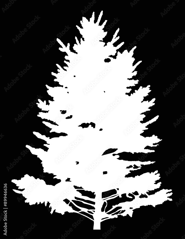 fir tree isolated white silhouette illustration