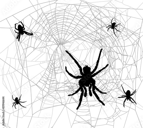 five black spiders in gray web