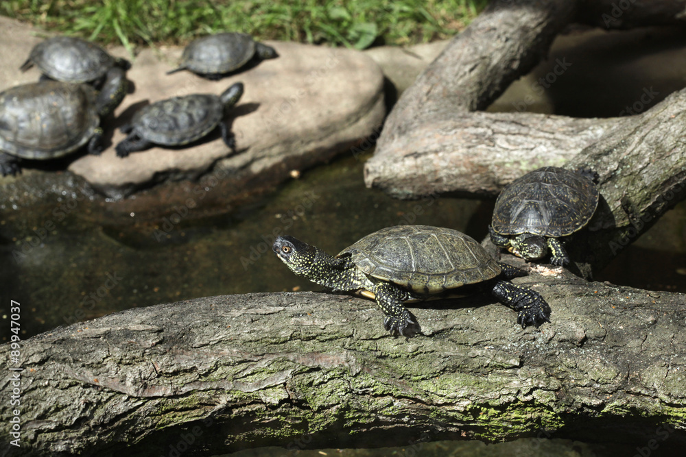 European pond turtle (Emys orbicularis). European pond turtle (Emys orbicularis).