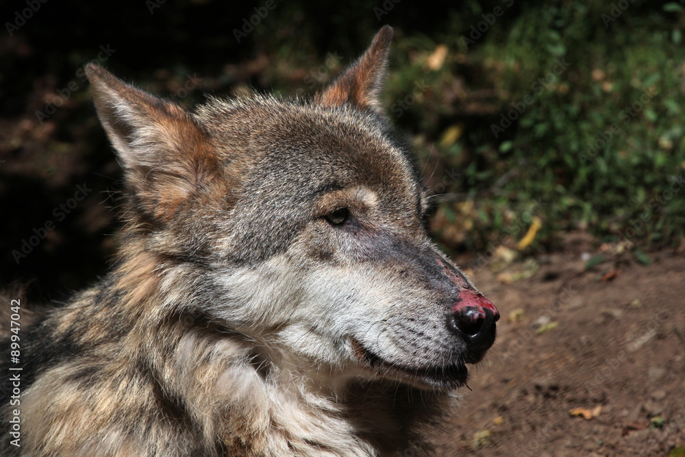 Eurasian wolf (Canis lupus lupus).