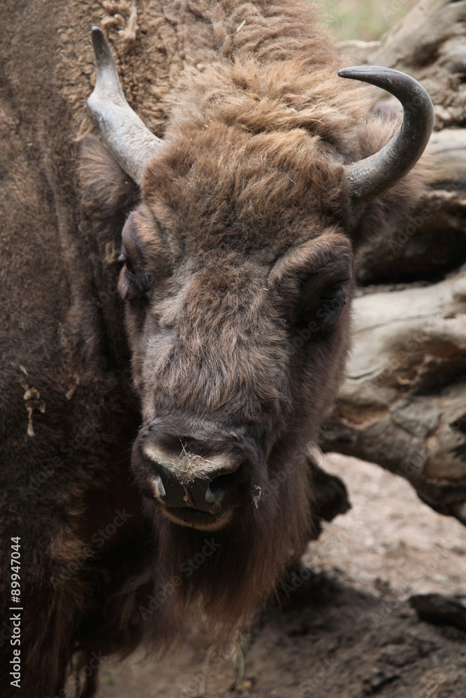 Fototapeta premium European bison (Bison bonasus).