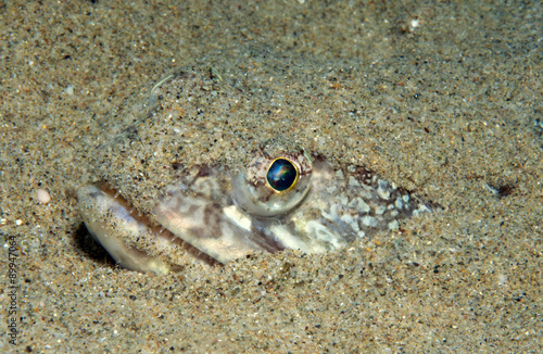 pesce lucertola nascosto di profilo © veliferum