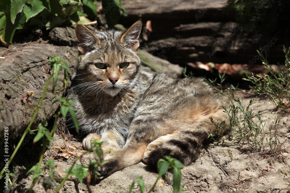 European wildcat (Felis silvestris silvestris).