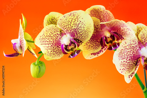 Fototapeta Naklejka Na Ścianę i Meble -  Orchid