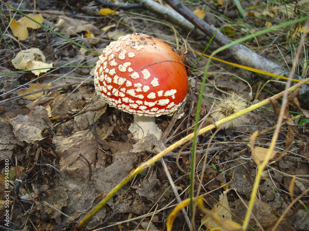 Single red small fly agaric in the dry fallen-down foliage in the autumn forest
