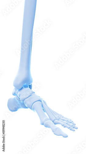 medically accurate illustration of the ankle bones