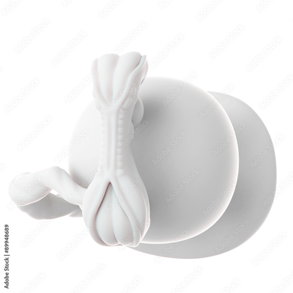 medically accurate illustration of a fetus week 5 medically accurate illustration of a fetus week 5