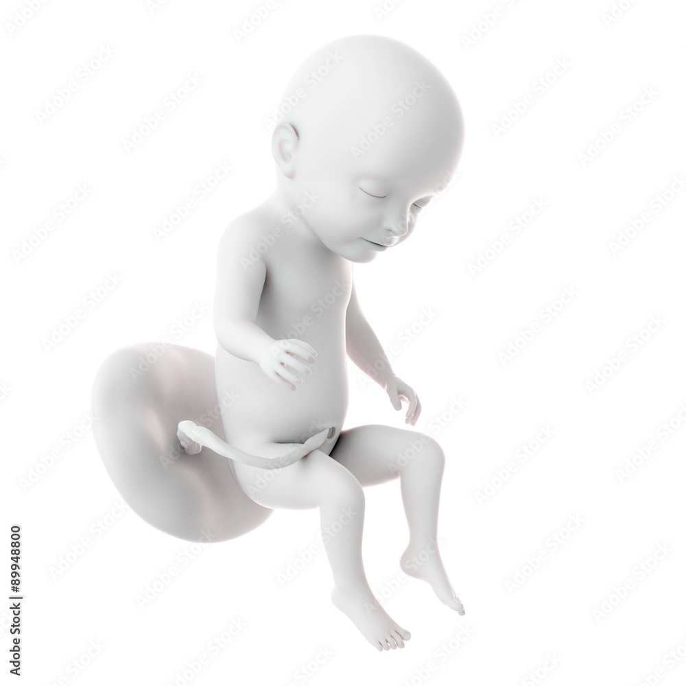 medically accurate illustration of a fetus week 31 medically accurate illustration of a fetus week 31
