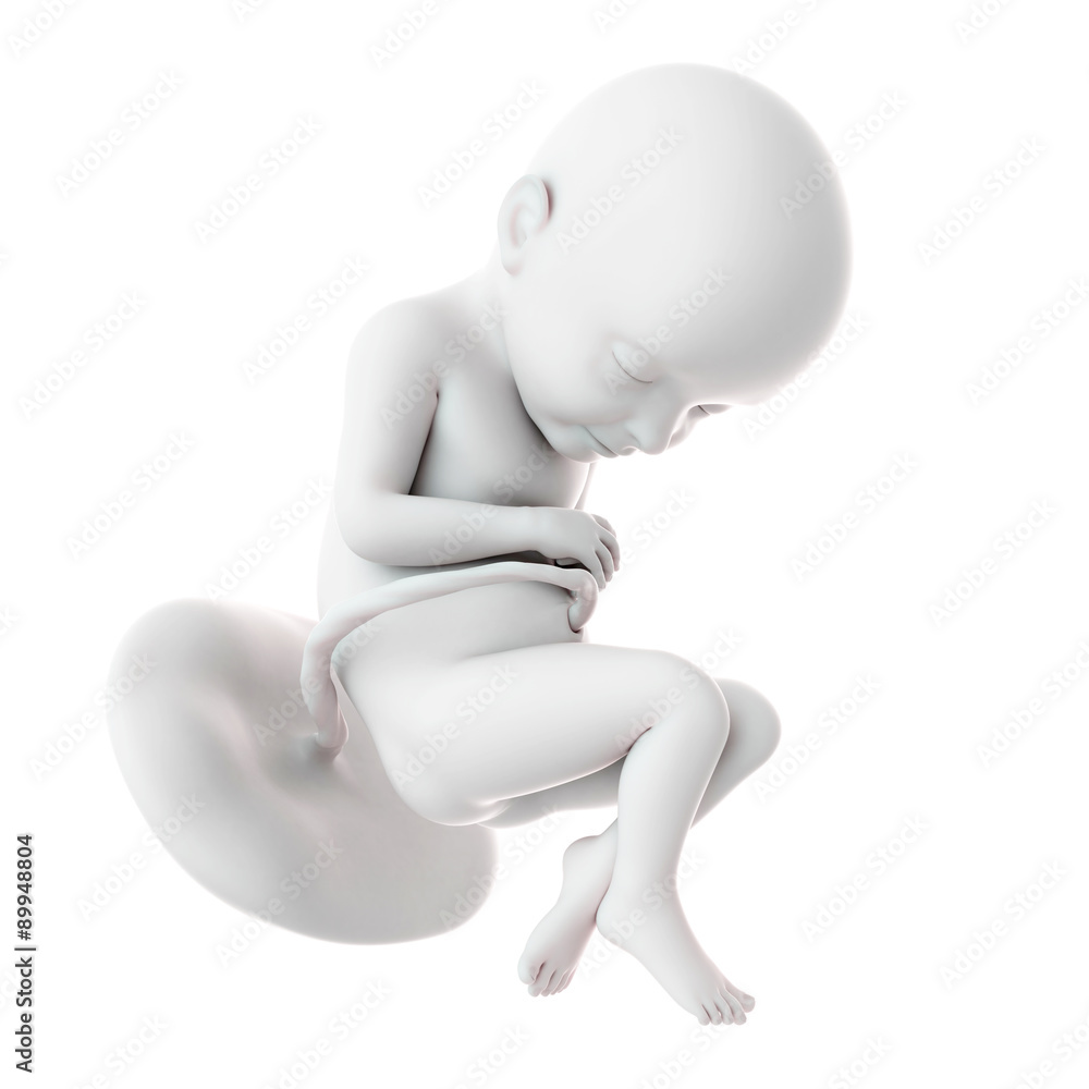 medically accurate illustration of a fetus week 32