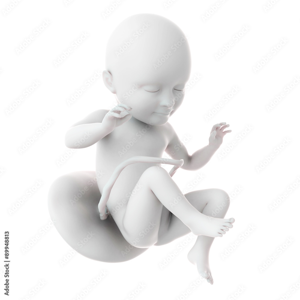 medically accurate illustration of a fetus week 34 medically accurate illustration of a fetus week 34