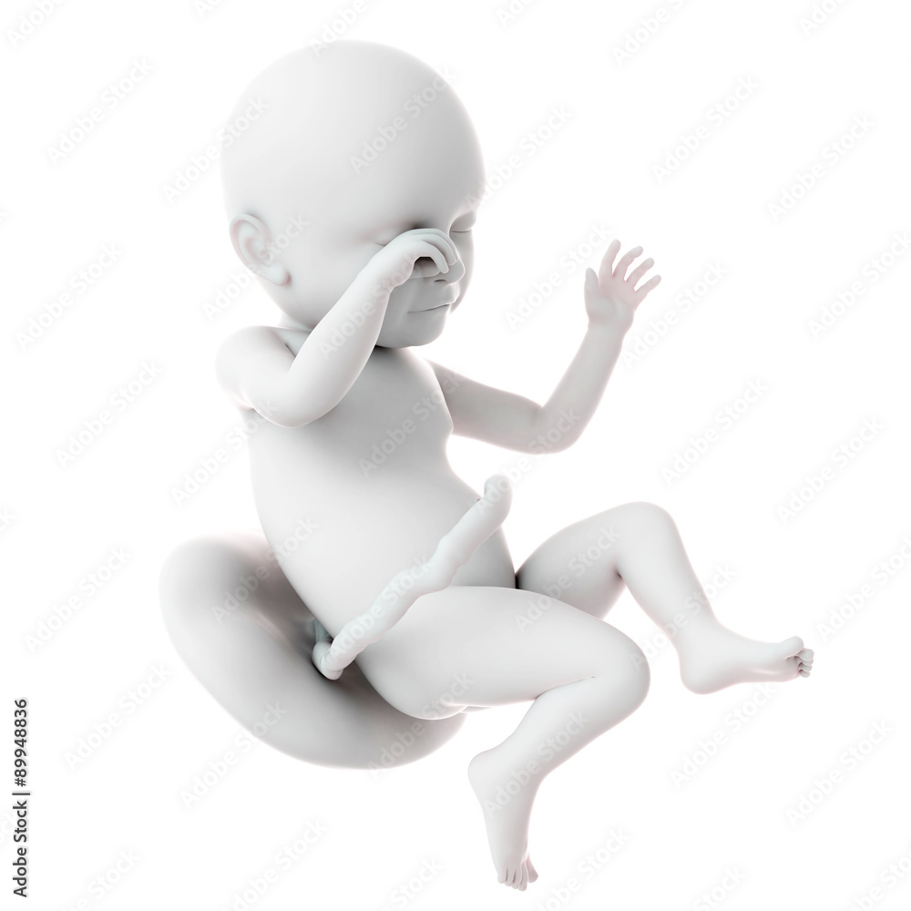 medically accurate illustration of a fetus week 39 medically accurate illustration of a fetus week 39