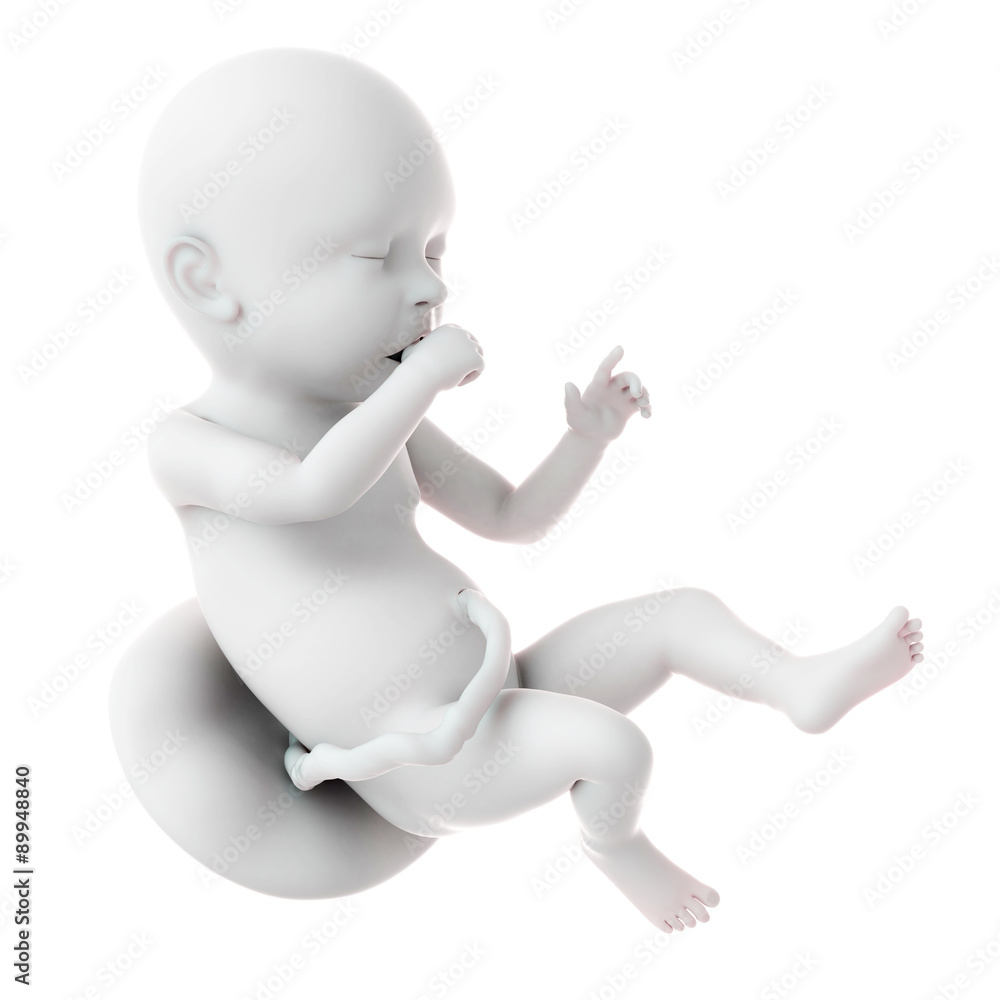 medically accurate illustration of a fetus week 40 medically accurate illustration of a fetus week 40