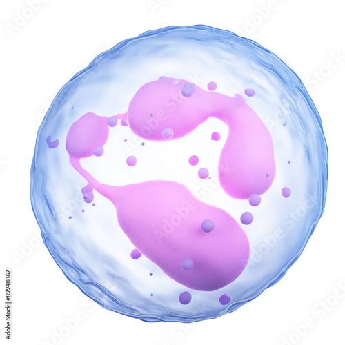 medically accurate illustration of a neutrophil photo