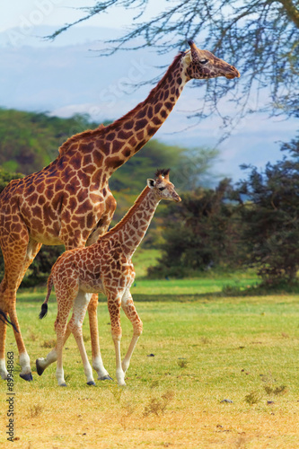 Giraffes in Naivasha park