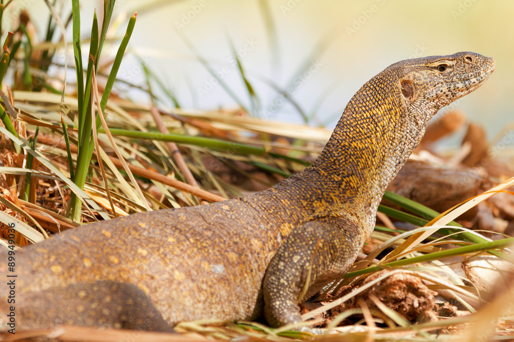 Fototapeta premium Water monitor lizard, Baringo Lake