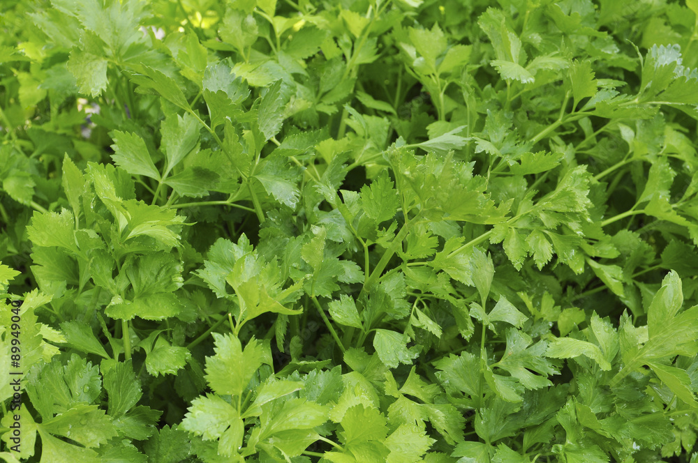 Celery Celery