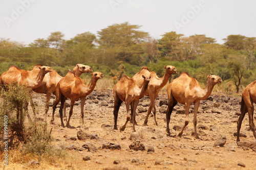 Camels  Amboseli