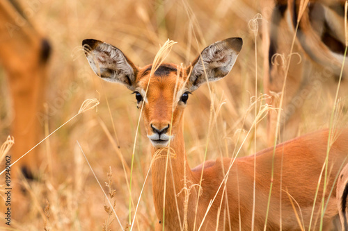 Female Impala photo