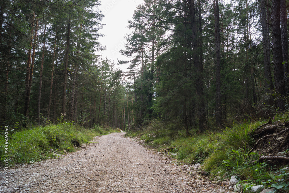 Fototapeta premium Wald