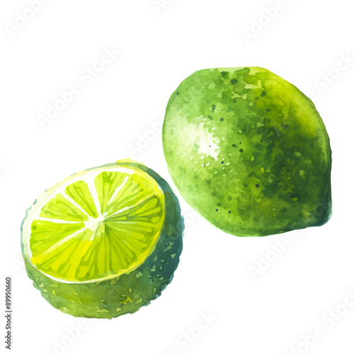 Lime. Vector illustration with watercolor fruit