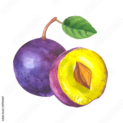 Vector illustration with watercolor fruit.