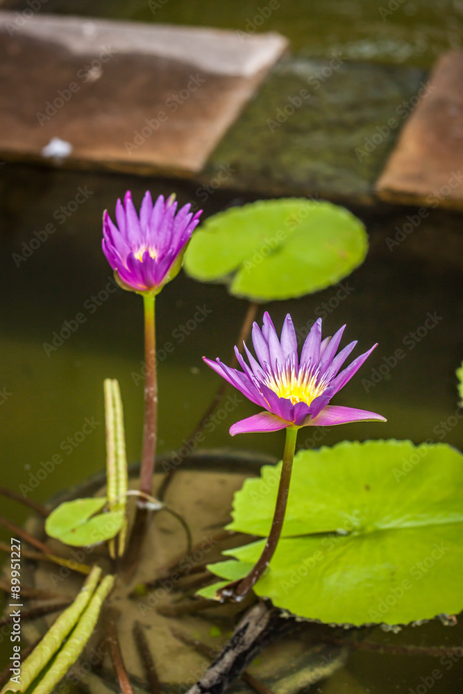 lotus flower in chiangmai thailand lotus flower in chiangmai thailand