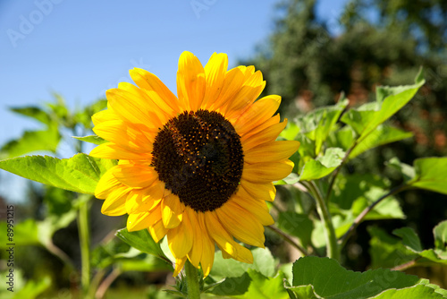 Fototapeta Naklejka Na Ścianę i Meble -  Sonnenblume